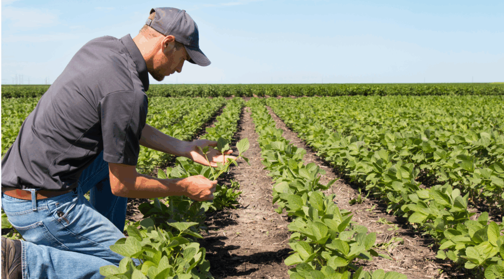 Homem avaliando plantações no campo agrícola — Canal de denúncias no agronegócio como estratégia para atrair consumidores conscientes.