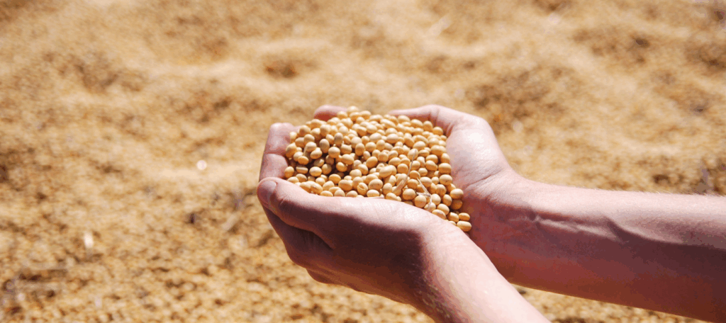 Mãos segurando grãos colhidos em uma fazenda — Canal de denúncias no agronegócio como estratégia para atrair consumidores conscientes.